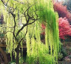 Salix niobe weeping willow 15 gal