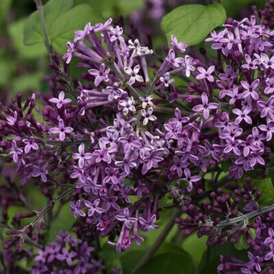 lilac Syringa 'Bloomerang Dark Purple' 2 gal