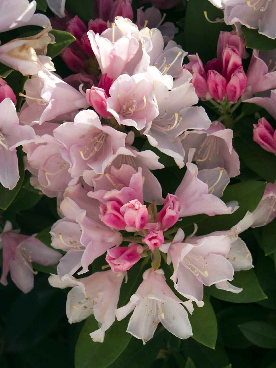 Rhododendron 'Yaku Princess' 2 gal