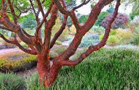 Acer griseum  paperbark 7 gal