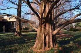 redwood dawn Metasequoia Glyptostroboides 15 gal