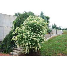 Cercis canadensis &#39;Floating Clouds&#39; 15 gal
