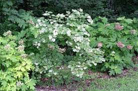 Cercis canadensis &#39;Floating Clouds&#39; 15 gal