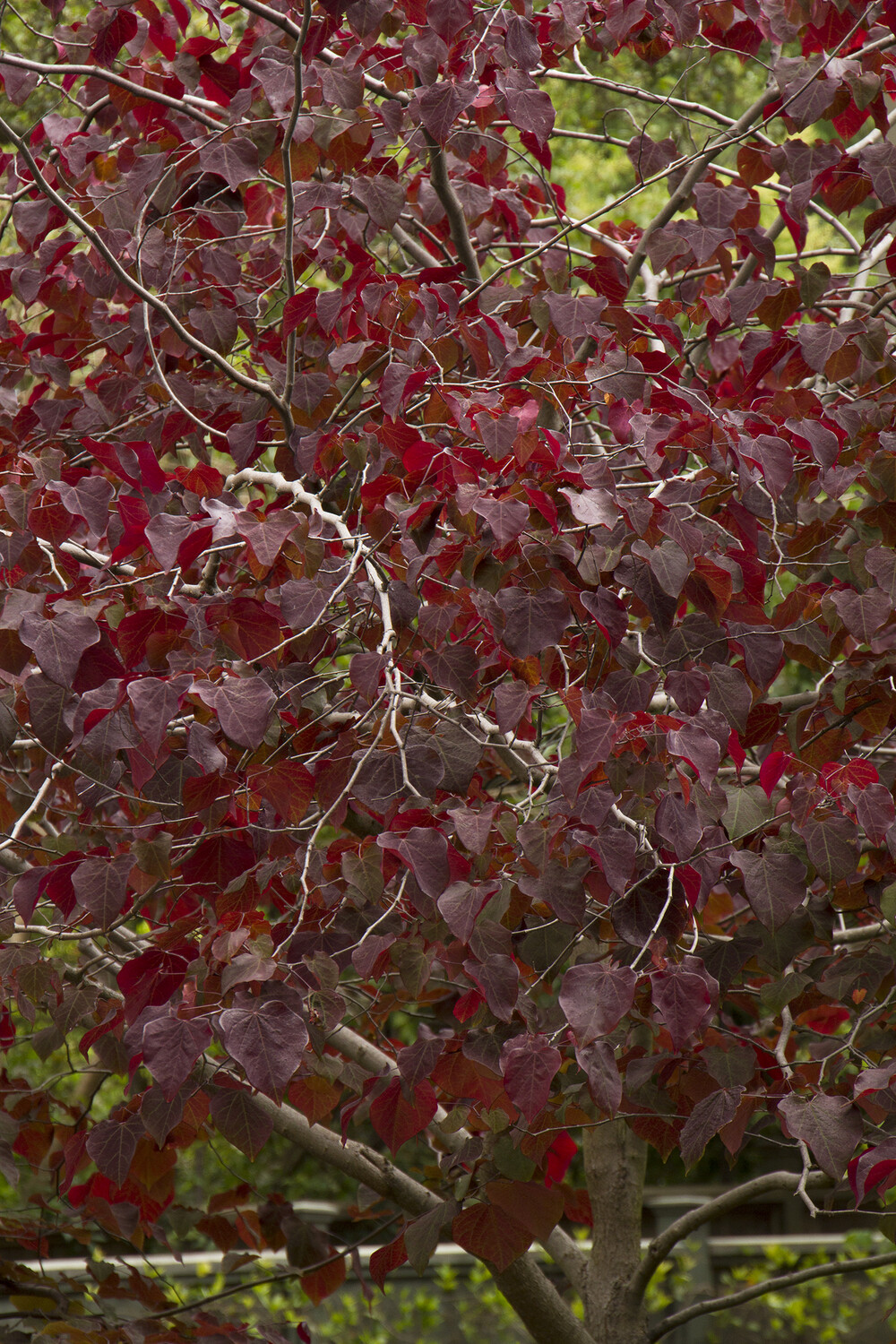 Cercis canadensis &#39;Forest Pansy&#39; #15
