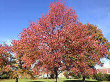Liquidambar styraciflua &#39;Variegata&#39; 15 gal