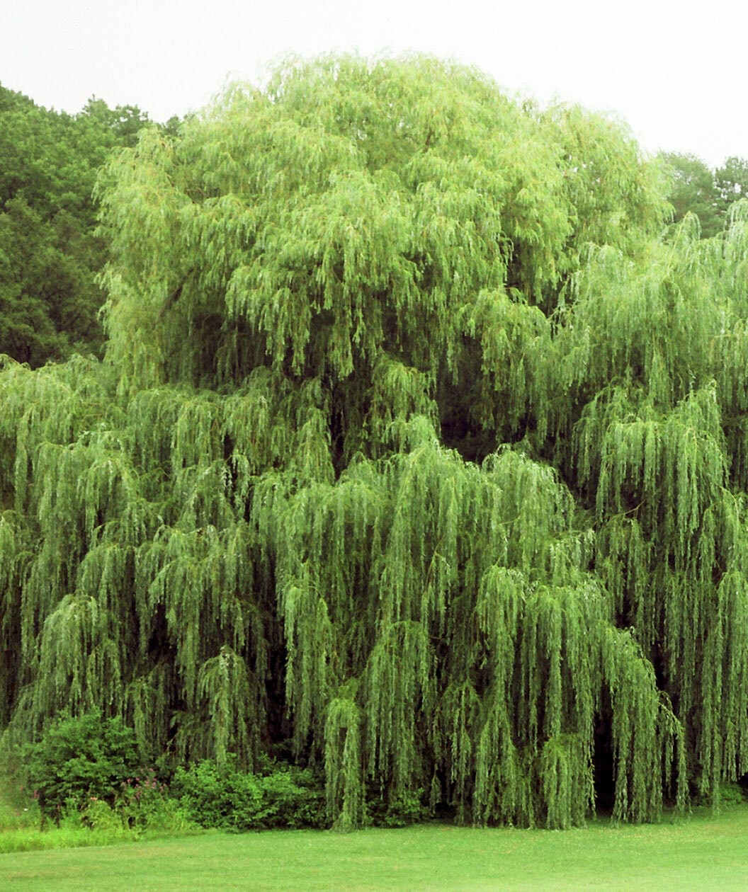 Salix niobe weeping willow 15 gal