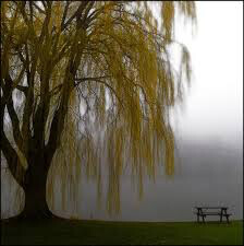 Salix niobe weeping willow 15 gal