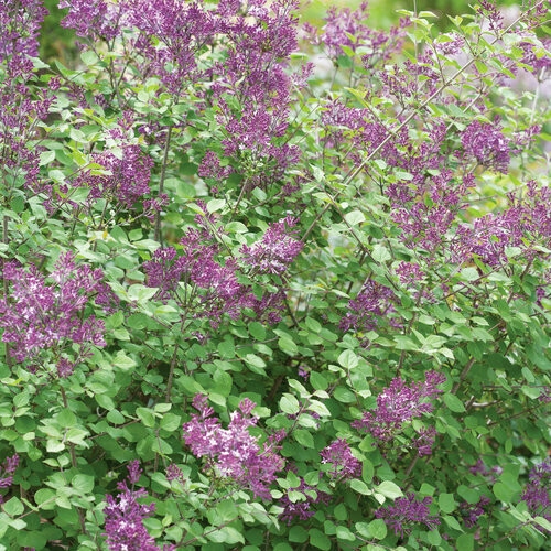 lilac Syringa &#39;Bloomerang Dark Purple&#39; 2 gal