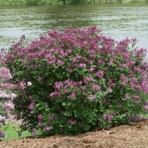 lilac Syringa &#39;Bloomerang Dark Purple&#39; 2 gal