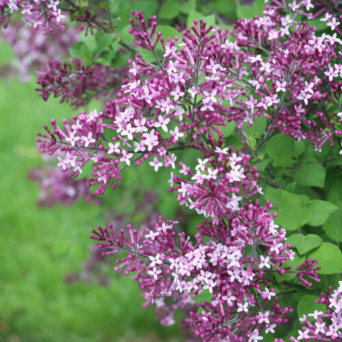 lilac Syringa &#39;Bloomerang Dark Purple&#39; 2 gal