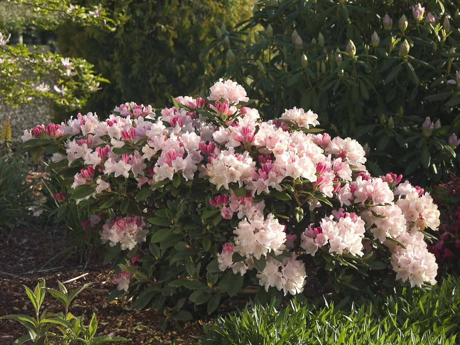 Rhododendron &#39;Yaku Princess&#39; 2 gal