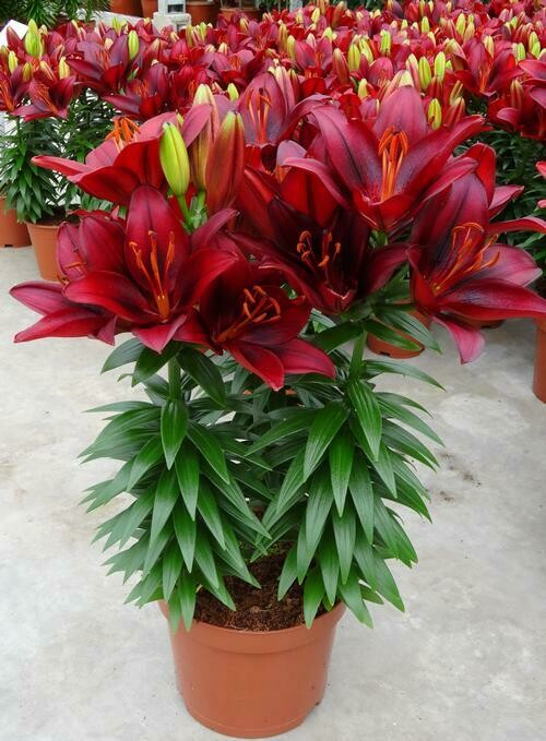 Asiatic Lily - Tiny Rocket (1 Gal)