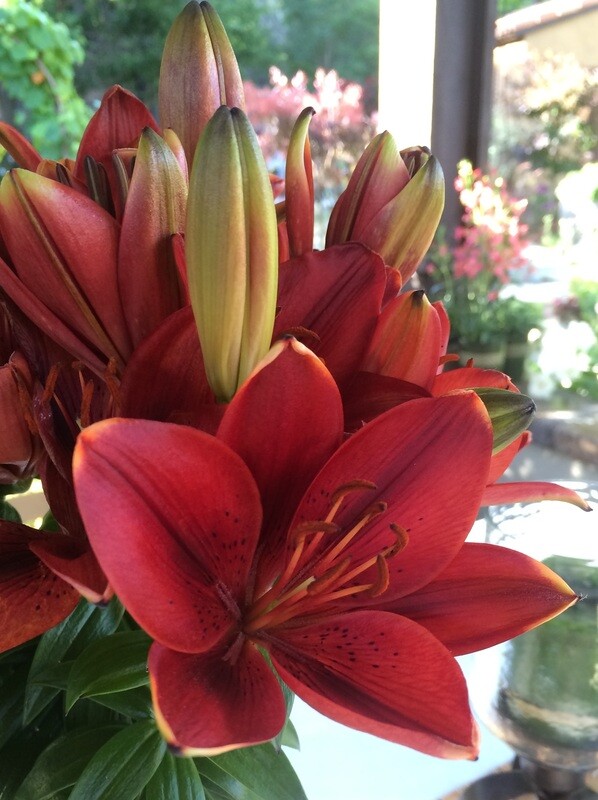 Asiatic Lily - Tiny Rocket (1 Gal)
