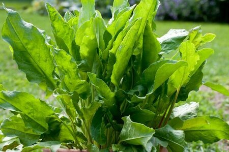 Sorrel (2 Gal)