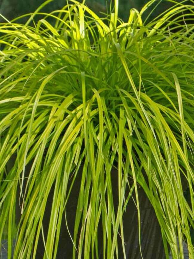Carex Evercolor Everillo Sedge (1 Gal)