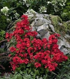 Phlox Volcano Red Garden 1 gal.
