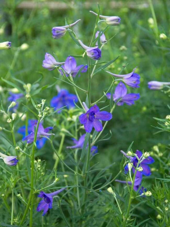 Delphinium &#39;Blue Butterfly&#39; (1 Gal)
