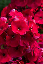 Phlox Volcano Red Garden 1 gal.