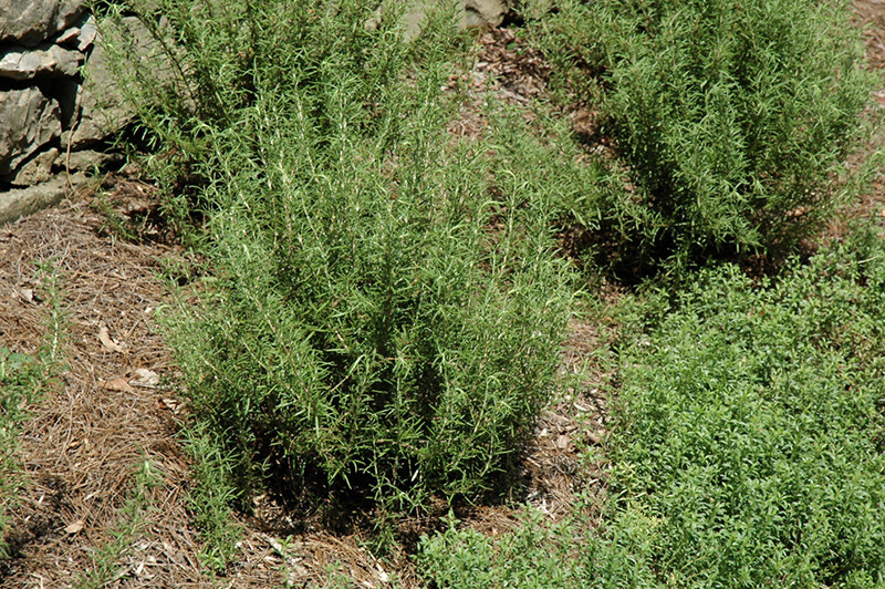 Rosamarinus Officinalis &#39;Salem&#39; (1 Gal)