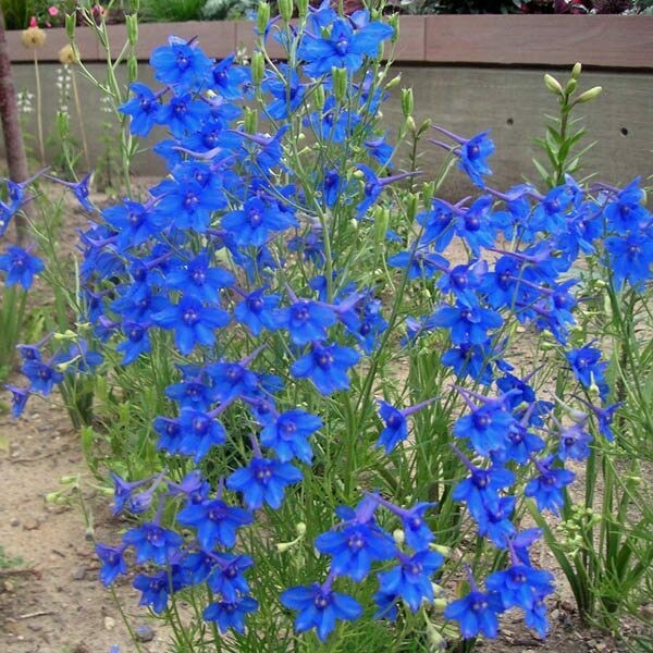 Delphinium &#39;Blue Butterfly&#39; (1 Gal)