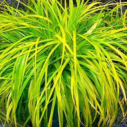 Carex Evercolor Everillo Sedge (1 Gal)