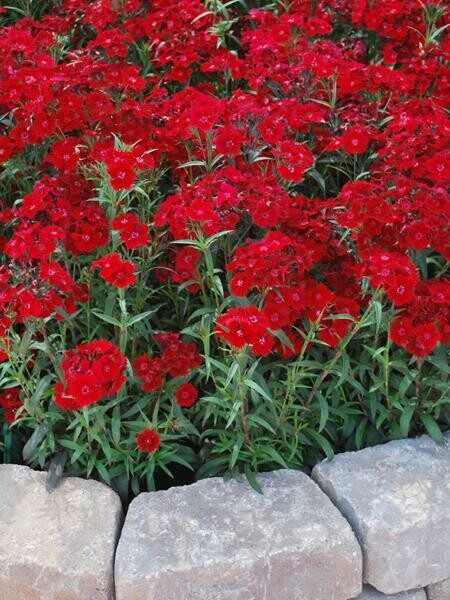 Dianthus barbatus Barbarini Red (1 Gal)