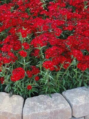 Dianthus barbatus Barbarini Red (1 Gal)