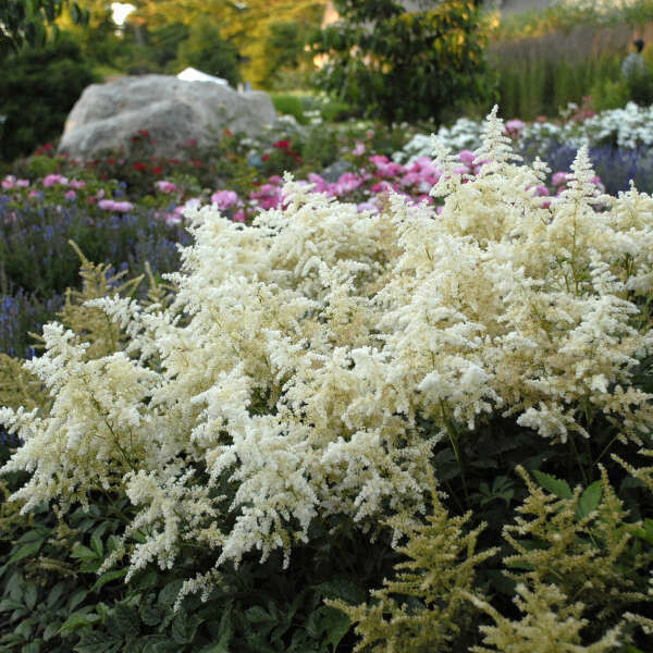Astilbe j. Deutschland (1 gal)