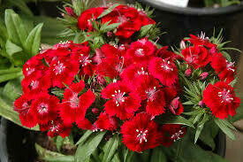 Dianthus barbatus Barbarini Red (1 Gal)