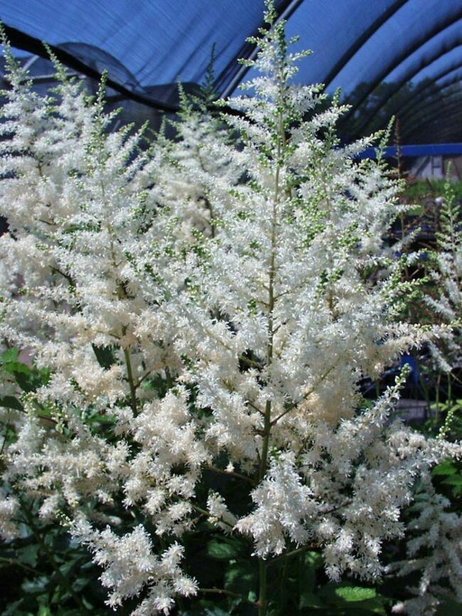 Astilbe j. Deutschland (1 gal)
