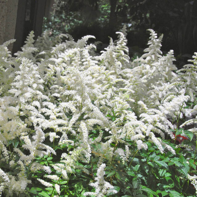 Astilbe &#39;Bridal Veil&#39; - 2 Gallon