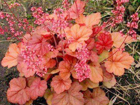 Heuchera - Coral Bells Apricot (1 Gal)