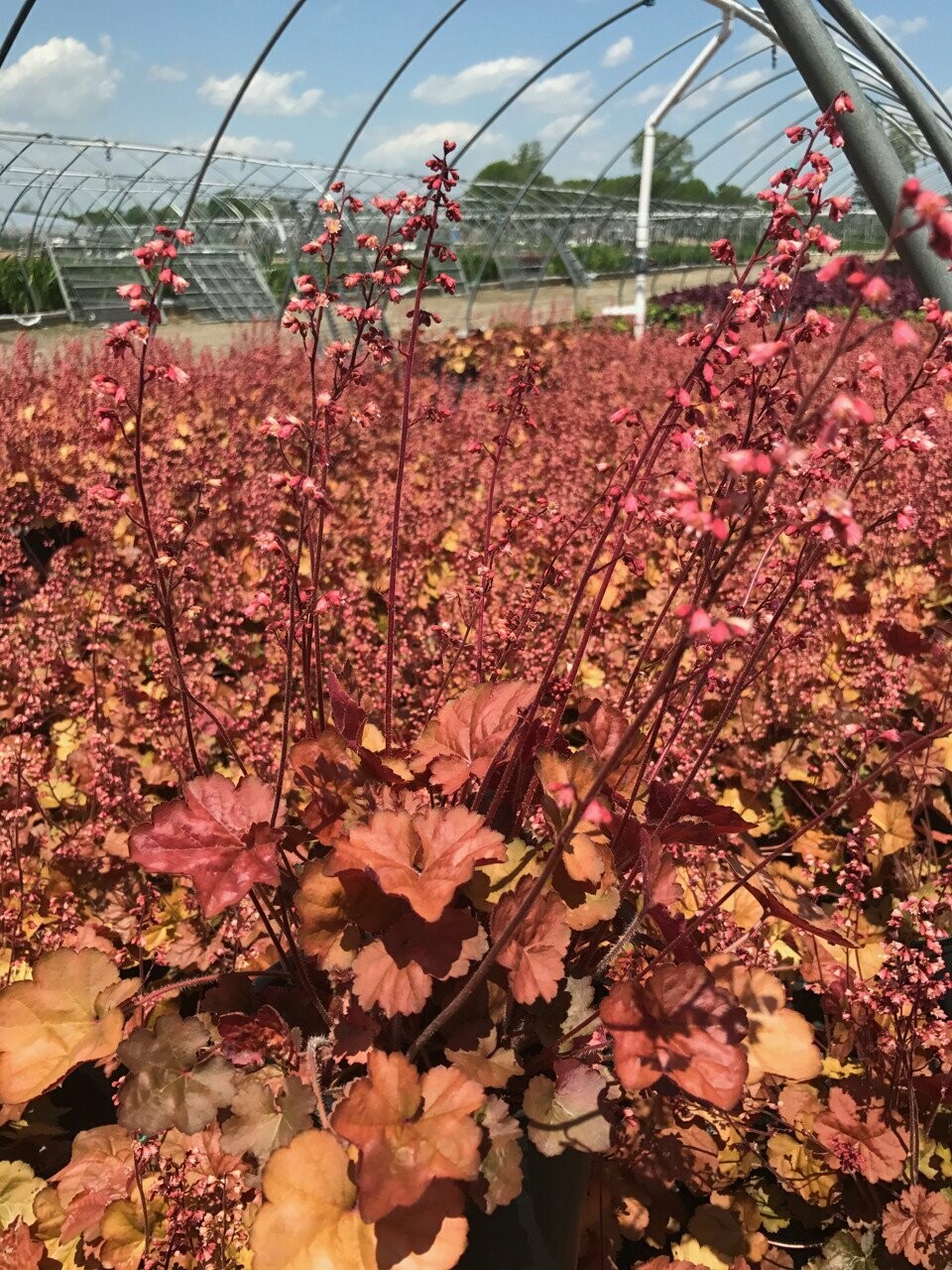 Heuchera - Coral Bells Apricot (1 Gal)