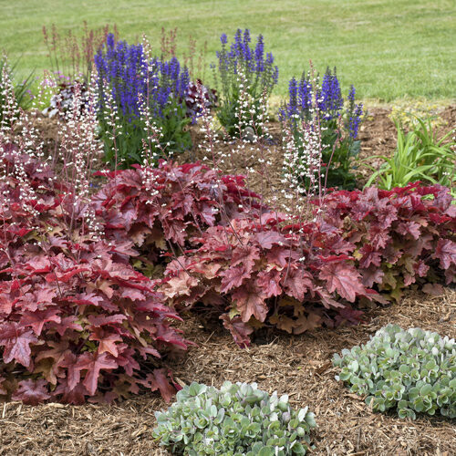 Heucherella - Coral Bells Red Rover (1 Gal)