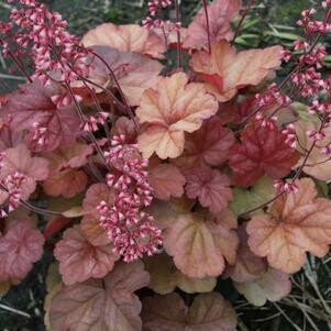 Heuchera - Coral Bells Apricot (1 Gal)