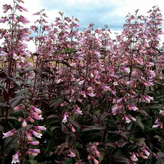 Penstemon - Beard Tongue Dark Towers (8&quot;)