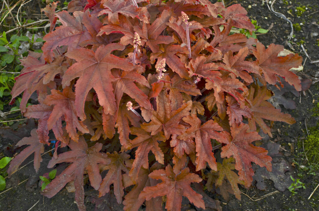 Heucherella - Coral Bells Red Rover (1 Gal)