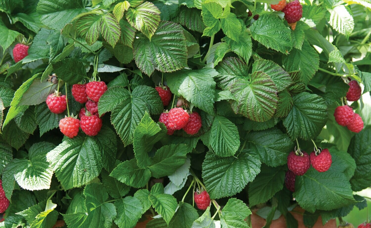 Rubus idaeus &#39;Shortcake&#39; 2 gal