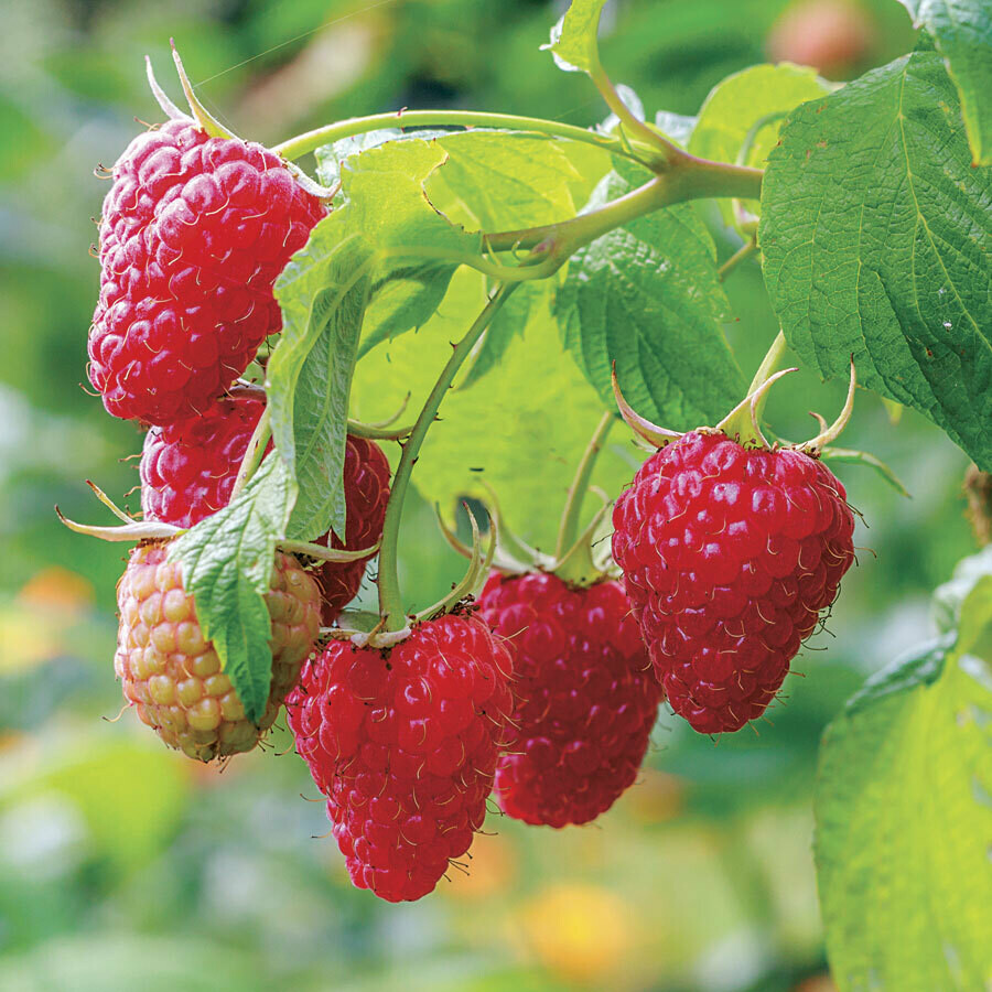 raspberry Rubus ideaeus &#39;Caroline&#39; 2 gal