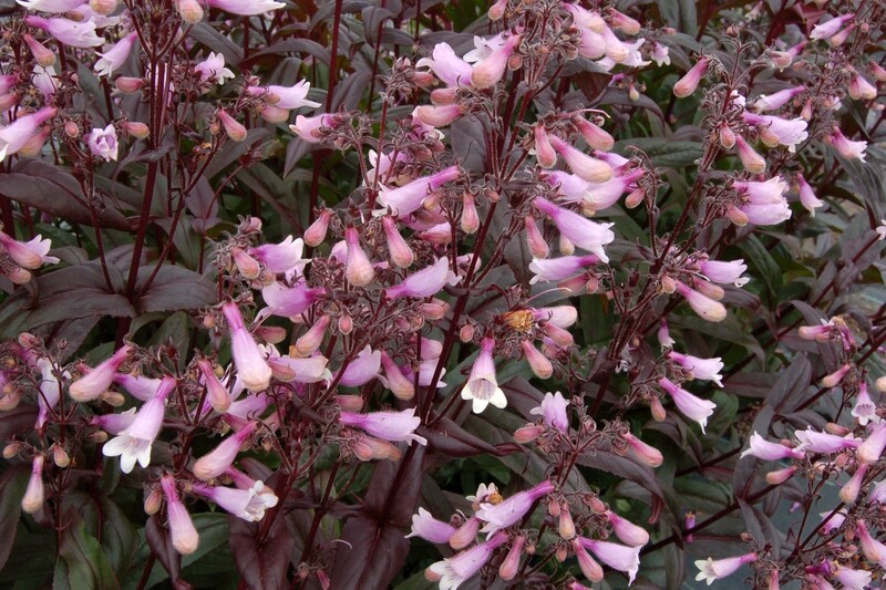 Penstemon - Beard Tongue Dark Towers (8")