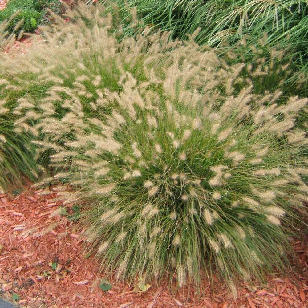 Pennisetum alopecuroides &quot;Dwarf Fountain Grass&quot; (1 Gal)