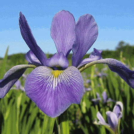 Iris &#39;Northern Blue Flag&#39; 1 gal