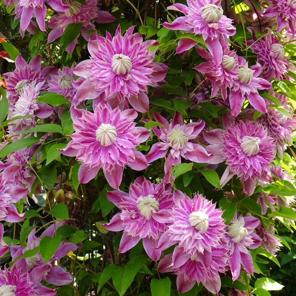 Clematis &#39;Josephine&#39; 1 gal.