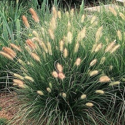 Pennisetum alopecuroides &quot;Dwarf Fountain Grass&quot; (1 Gal)