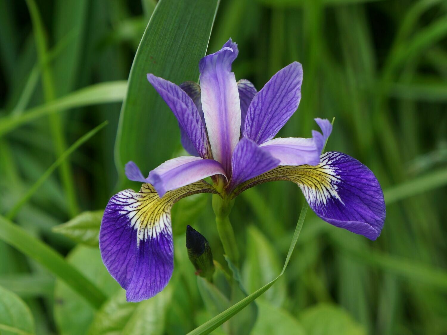 Iris &#39;Northern Blue Flag&#39; 1 gal