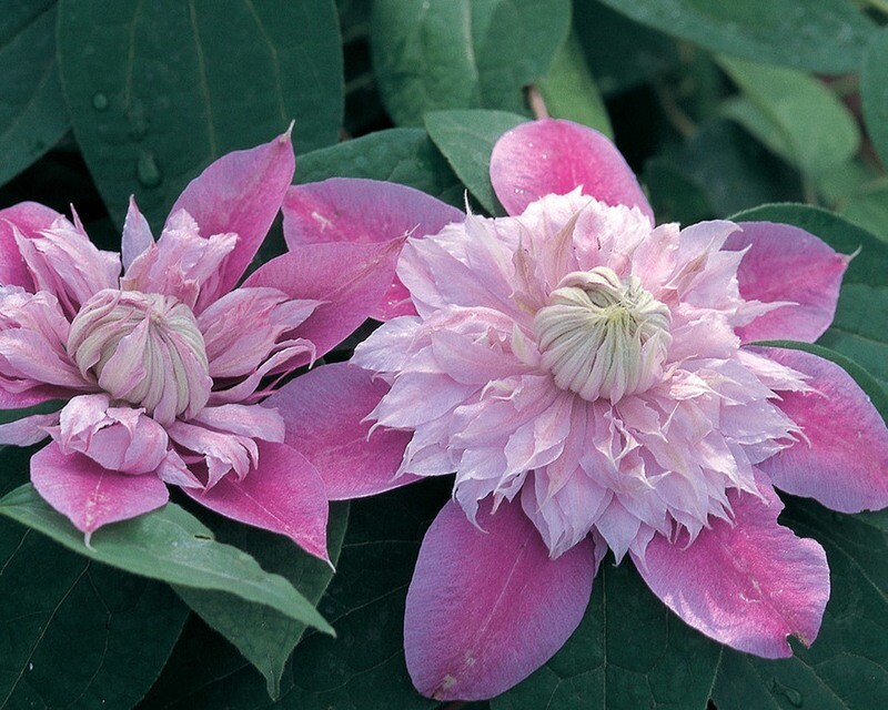 Clematis &#39;Josephine&#39; 1 gal.