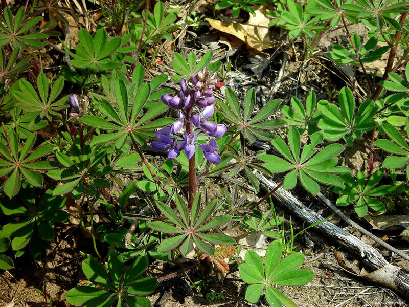 Lupine - Wild, Sundial (1 Gal)