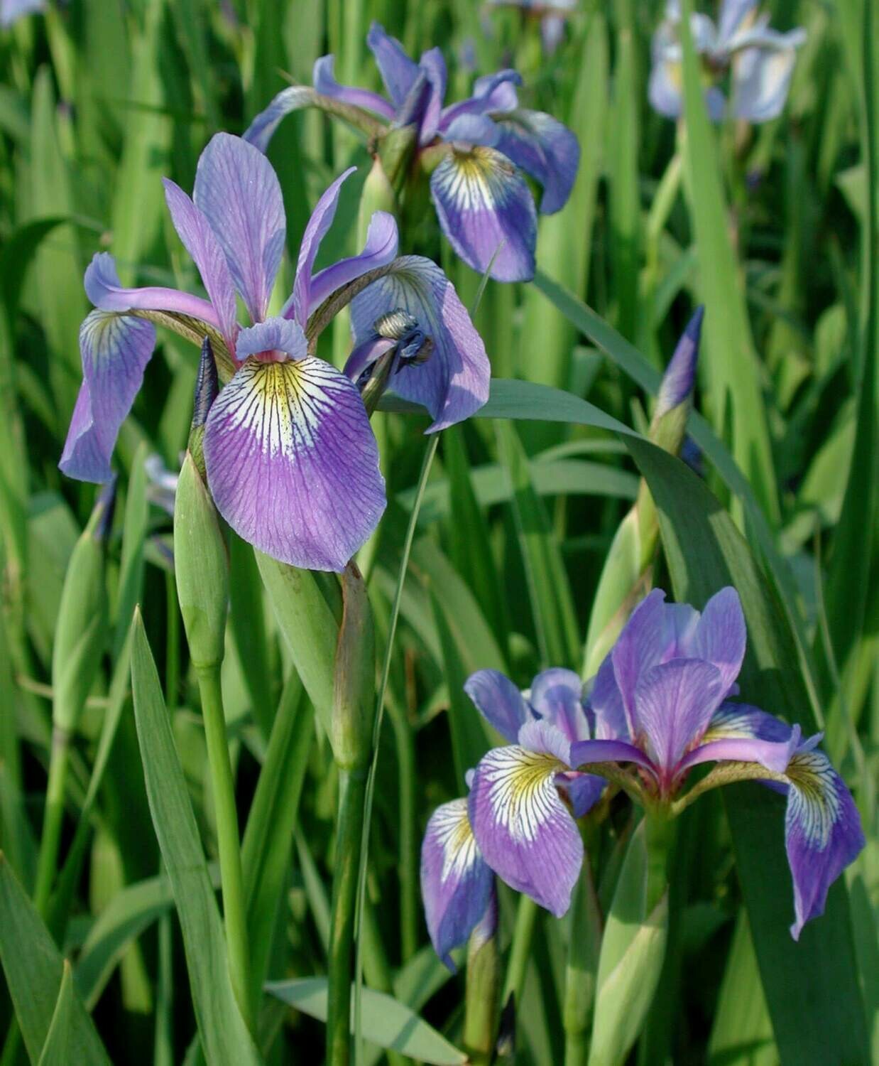 Iris &#39;Northern Blue Flag&#39; 1 gal