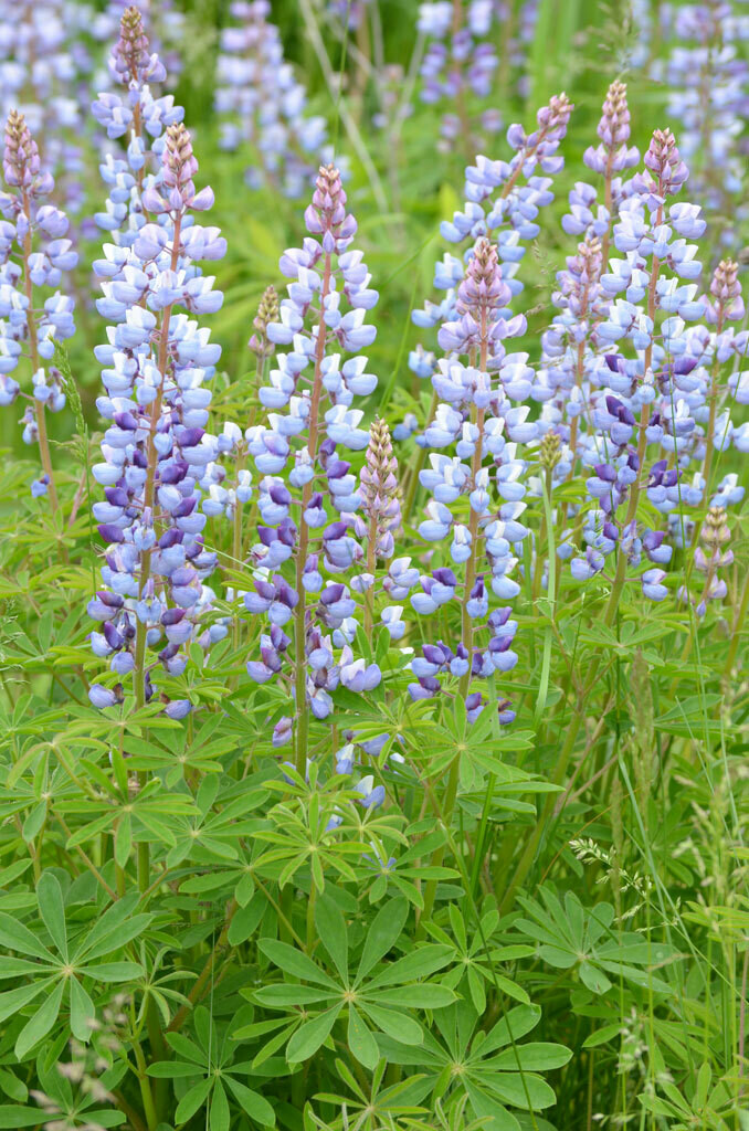 Lupine - Wild, Sundial (1 Gal)