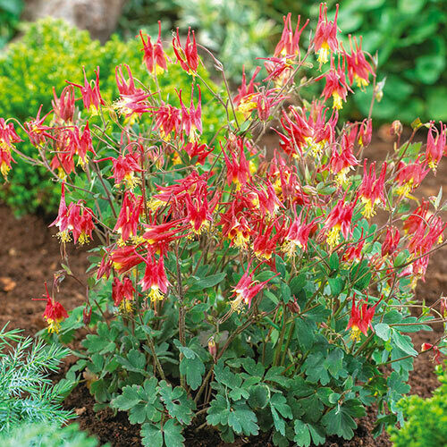 Columbine Little Lanterns 1 gal.